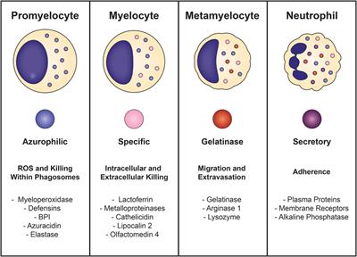 Age-Appropriate Functions and Dysfunctions of the Neonatal Neutrophil